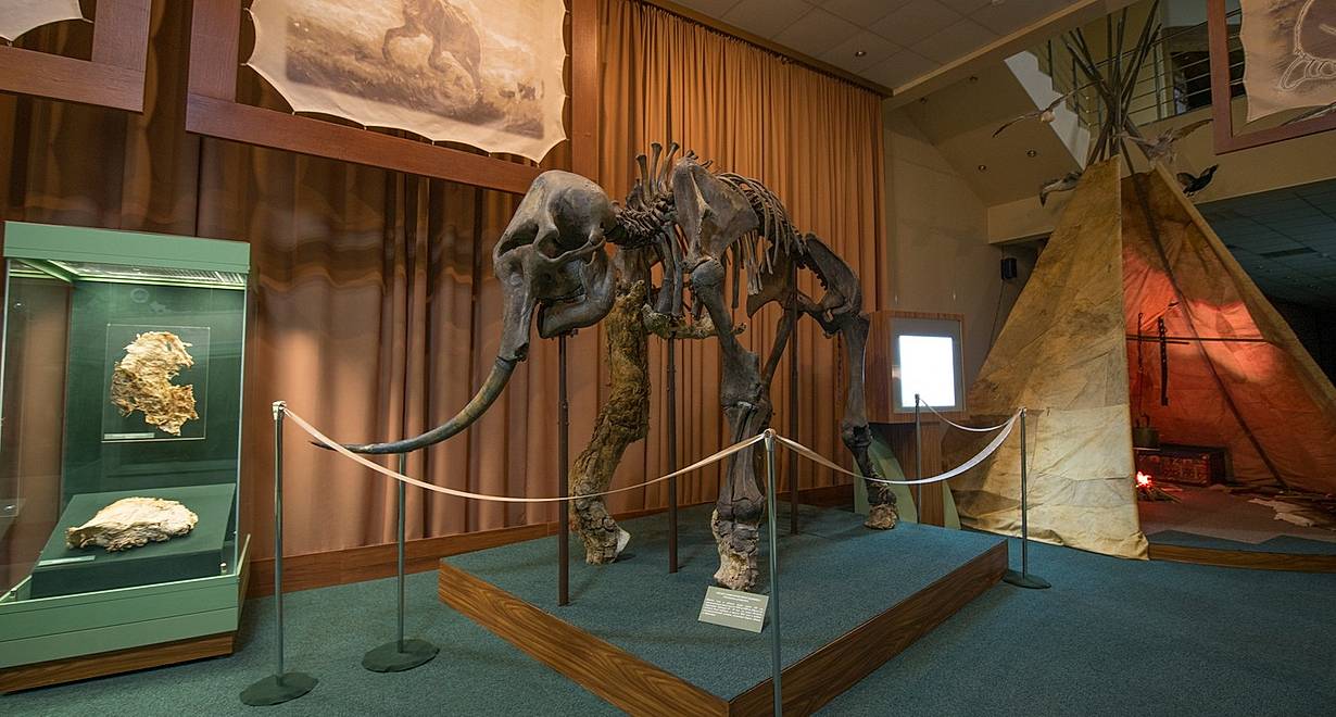 Экскурсия  «История палеонтологических находок»
