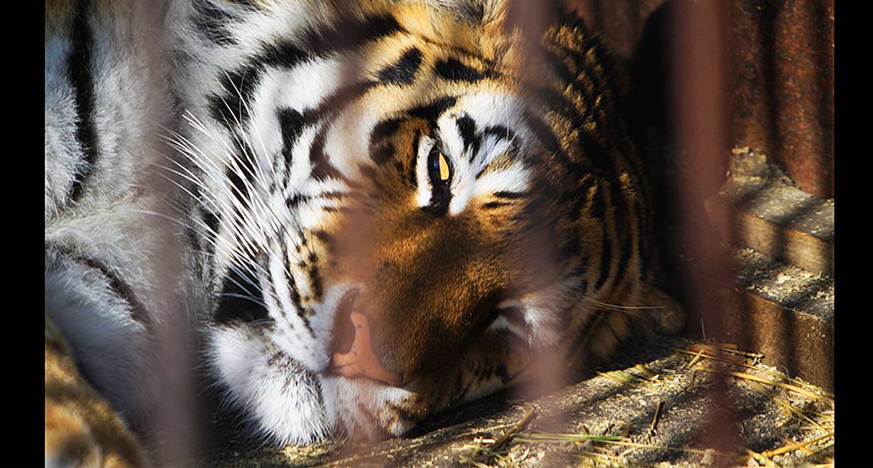 Занятие «В царстве животных. Амурский тигр»