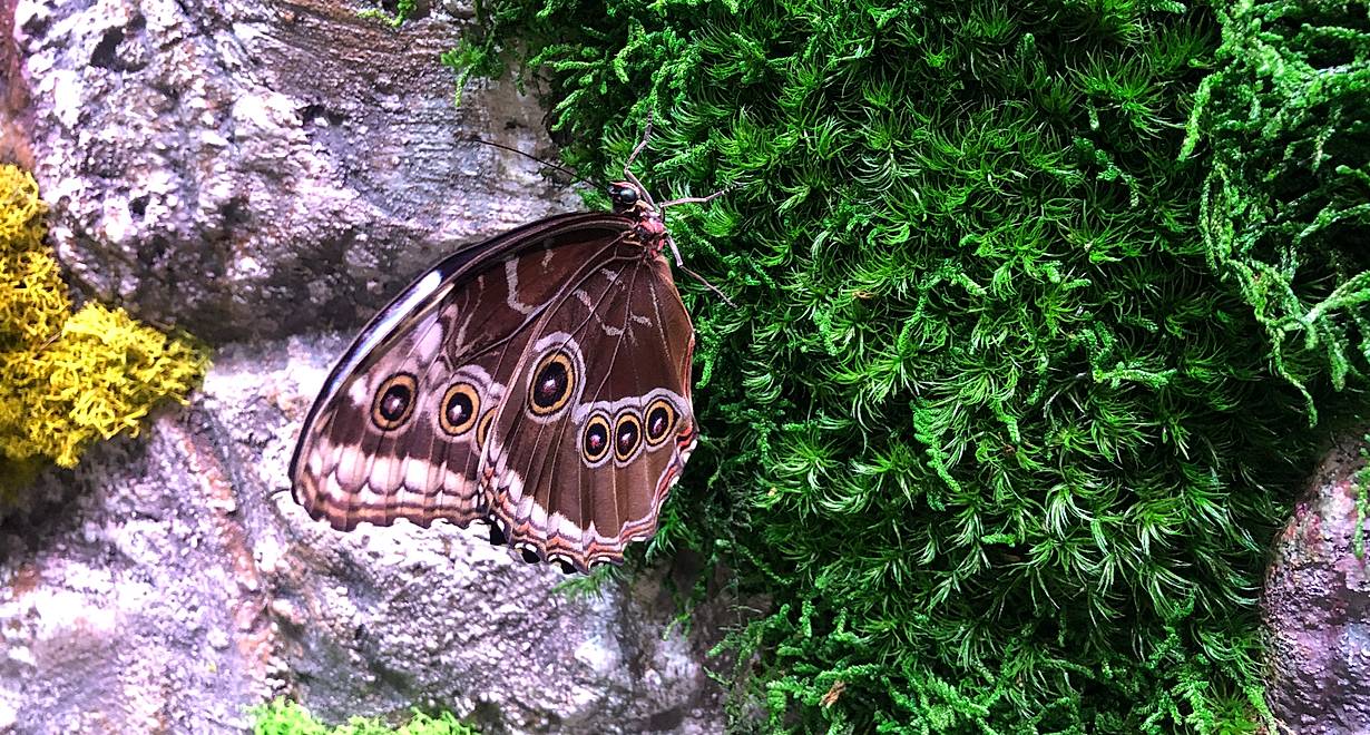 Выставка «Тропические бабочки»