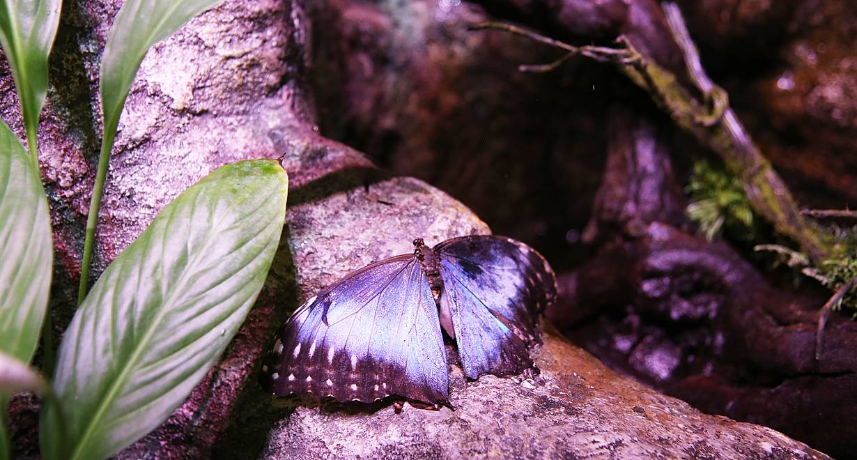 Выставка «Тропические бабочки»
